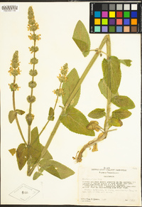 Stachys albens image