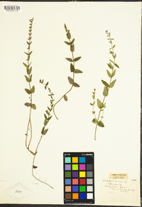 Image of Scutellaria racemosa