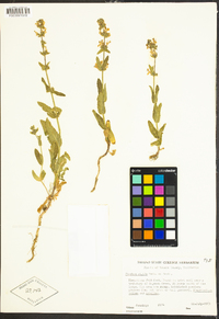 Stachys rigida image