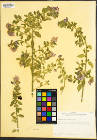 Solanum umbelliferum image