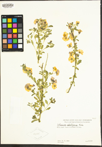 Solanum umbelliferum image