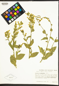 Nicotiana obtusifolia image