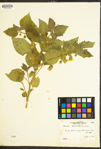 Physalis heterophylla image