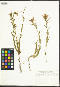 Castilleja applegatei subsp. disticha image