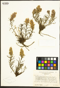 Castilleja nana image