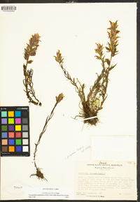 Castilleja parviflora image