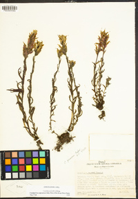 Castilleja parviflora image