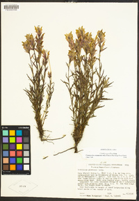 Castilleja parviflora image