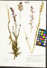 Linaria pinifolia image