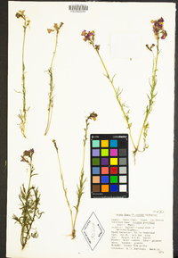 Linaria pinifolia image