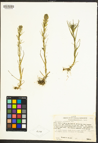 Castilleja attenuata image