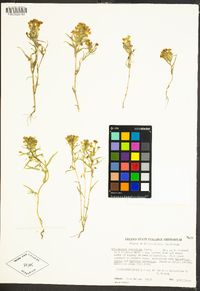 Castilleja campestris image