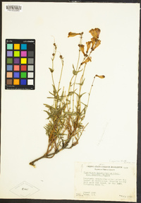 Penstemon azureus image