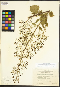 Scrophularia californica image