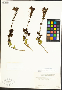 Penstemon newberryi image