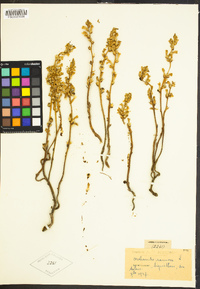 Image of Orobanche ramosa