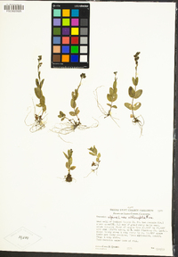 Veronica wormskjoldii subsp. nutans image