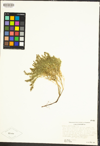 Galium andrewsii image