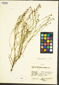 Image of Asperula cynanchica