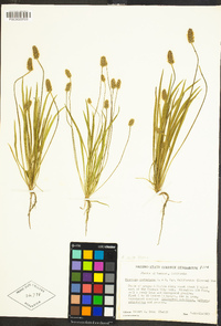 Plantago hookeriana image