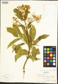 Sambucus nigra subsp. caerulea image