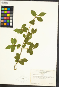 Lonicera involucrata image