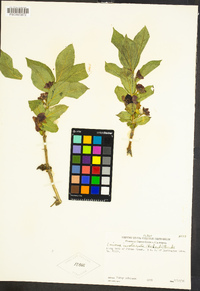 Lonicera involucrata image