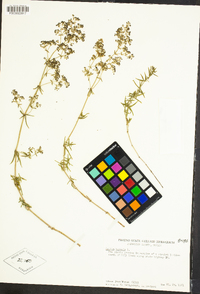 Galium boreale image