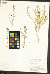 Image of Lobelia angulata