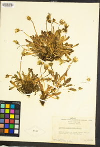 Agoseris apargioides image