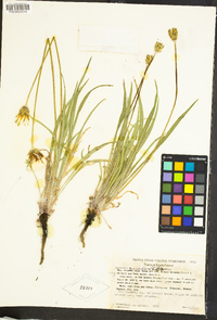 Agoseris grandiflora image