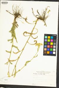 Achillea millefolium image