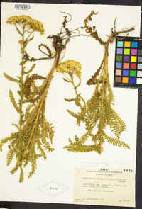 Achillea millefolium image