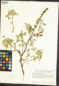 Ambrosia chamissonis image