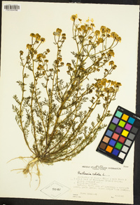 Anthemis cotula image