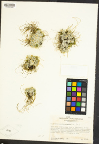 Antennaria dimorpha image