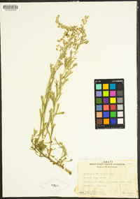 Artemisia rothrockii image