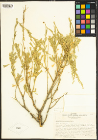 Artemisia rothrockii image