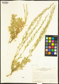 Artemisia rothrockii image