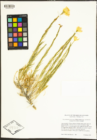 Ericameria nauseosa var. ceruminosa image