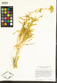 Chrysothamnus viscidiflorus subsp. viscidiflorus image