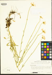 Leucanthemum vulgare subsp. vulgare image