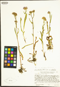 Symphyotrichum spathulatum image