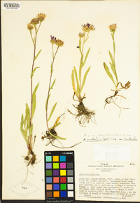 Symphyotrichum spathulatum image