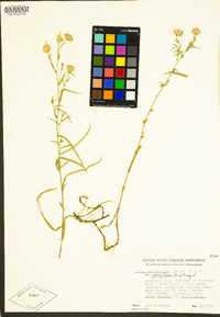 Symphyotrichum spathulatum var. yosemitanum image