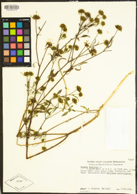 Bidens frondosa image