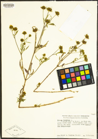 Bidens frondosa image