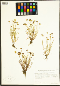 Blennosperma nanum image