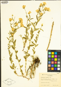 Eucephalus breweri image