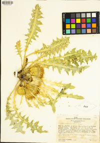 Cirsium scariosum image